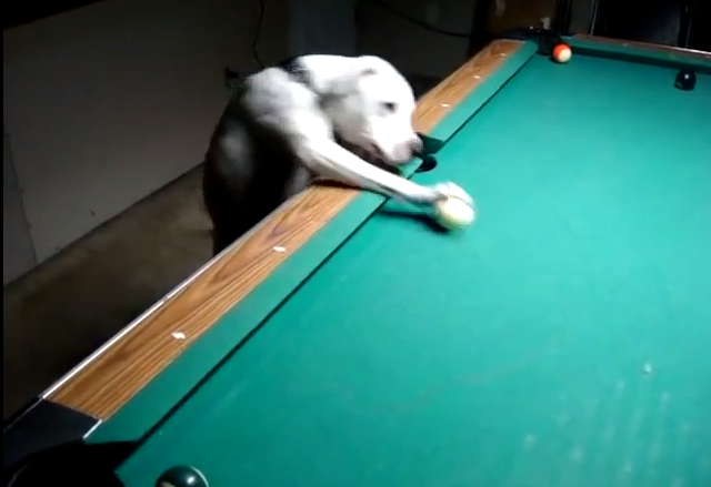 Video hài hước: Chú chó thể hiện năng khiếu đánh billiards